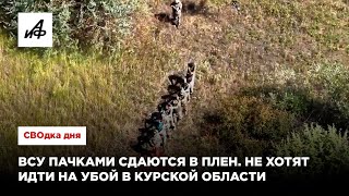 ВСУ пачками сдаются в плен. Не хотят идти на убой в Курской области