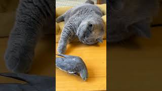 Cat 😺 with parrot 🐦 #catvideos #cute #cuteanimals #catlover #pets #catfunny #cute #cuteanimals