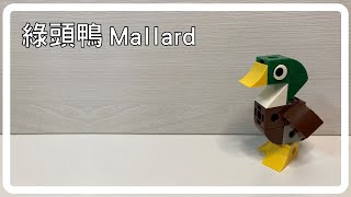 【Mallard | 綠頭鴨】How to Build Gigo Mallard | 如何用智高積木搭建綠頭鴨 | 鱷魚老師