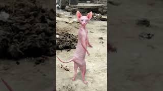 cat 😺 funny # dance 😂 viral # video 😍 trending # short 🙏