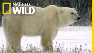 Built for the Arctic | Destination WILD