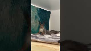 Везде найдут меня 😭 #cuteanimals #funnyanimals #funnyvideo #funny #love #squirrel #cute