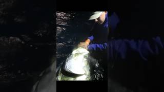 Look at the head on this Tarpon!! Miami Tarpon fishing big fish little pond