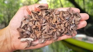 We Found TONS of Shark Teeth While Fossil Hunting in Florida