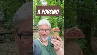 Funghi Porcini 2024 "Il Porcino !" 🍄‍🟫#NaturaWild #FunghiPorcini2024 #PorciniEstatini