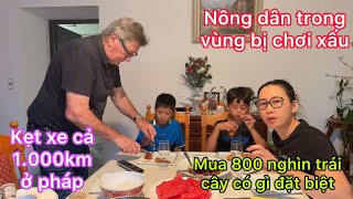 Mua 800 nghìn trái cây có gì/nông dân trong vùng bị chơi xấu/ kẹt xe cả 1.000km ở pháp