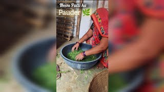 Neem Patti ka pauder🌿|#vlog #minivlog #viralvideos #youtubeshorts #viral #shorts #Neem #trending