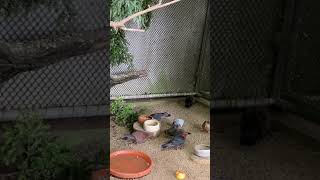 Cute pigeons #shorts #youtubeshorts #bialifeingermany #shortvideo