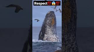 💯Respect video😱💯 | Watch till the end😯💯 | #shorts #amazing #fish #fishlover