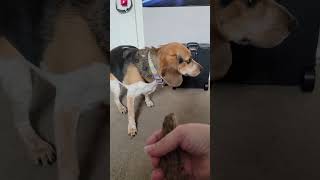 Beagle v. Beardie #pets #reptiles #reptilelover #beardeddragon #dog #beagle #beagles #lizard #dragon