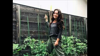 My Fav Tomato Cage + Rescue Tomatoes! | Week 15 Vlog | Central Texas Garden Zone 8b