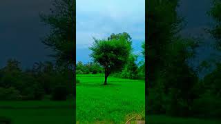 Barsaat ki dhun | Nature Beauty #jammu #jammukashmir #shorts #trending #viral #nature #beauty #green