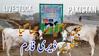 Tanveer Dairy Farm||Top class jersey and friesian cows||Pakistan Cattle Market Today