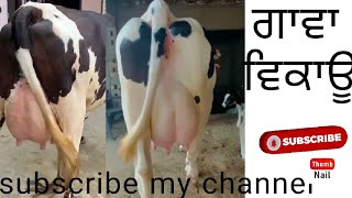 ਵਧੀਆ ਨਸਲ ਦੀਆਂ ਗਊਆਂ ਵਿਕਾਊ 8302214669