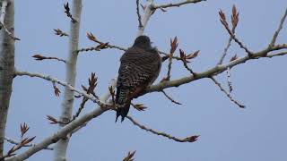 Northern Flicker Calling 16Feb2024