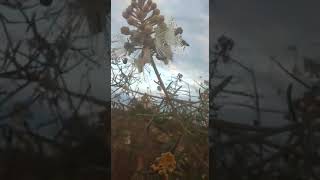 Abelhas colhendo pólen na flor do icó planta típica da caatinga(Chapada Diamantina-Ba)