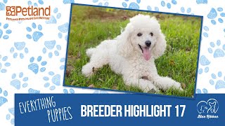 Everything Puppies - Petland Breeder Highlight 17 (2019)