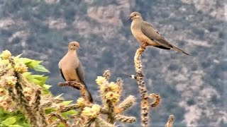 Desert Mourning Dove