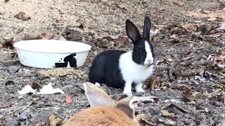 What a great color baby rabbit!