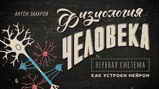 2. Как устроен нейрон. Физиология человека - 8 класс