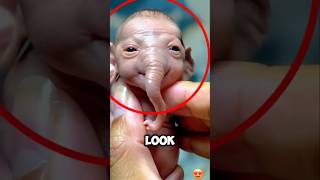 Is This Elephant Baby Very Cute? #story #ai