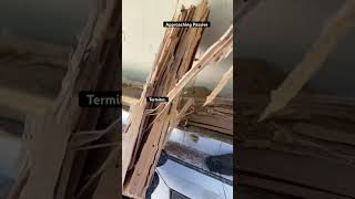 MORE TERMITE DAMAGE- #2024 #shortsvideo #shorts #termitedamage #diy #diyrepair