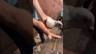 jama masjid kabootar market delhi #jamamasjid #kabootar #birds #viral #shortvideo #shorts #short