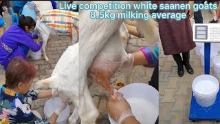 8.5 kg Milking average goats | Saanen Dairy Goat Contest in China | Saanen milking goats competition