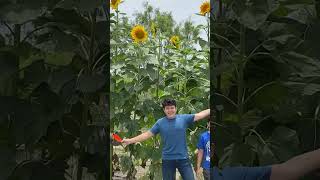 Giant Sunflowers