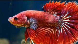 Fakta unik ikan arwana merah simbol keberuntungan