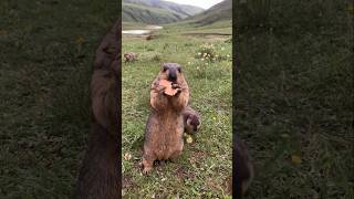 Cute Himalayan Marmots Enjoying Delicious Treats: Snack Time Delight!#cutemarmot #cuteanimals #cute