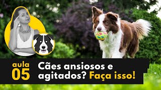 Enriquecimento ambiental para acalmar cães ansiosos, estressados e agitados e gastar energia!