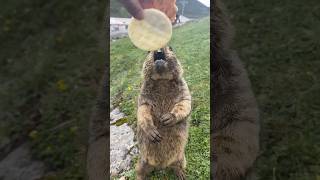 Hungry Himalayan Marmot Snatches a Cookie and Gobbles It Up!#marmot #marmota #cutemarmot #cuteanimal