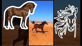 horse  لعبيني ياهوى والليل ساهر