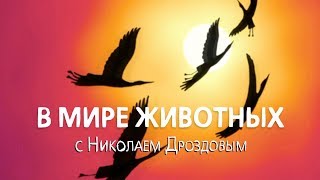 В мире животных с Николаем Дроздовым. Выпуск 22 (2017)