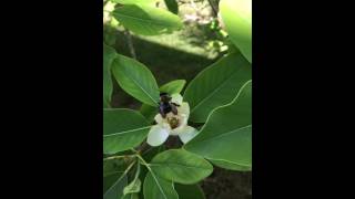 Bee in slow motion