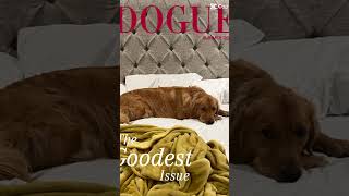 Dogue: The goofiest issue #dog #goldenpup #goldenretriever #comedyvideos #funnyshorts