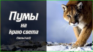 Пумы на краю света (Часть 1 из 2) (1080p)