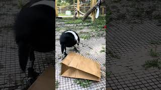 Giving Our Crow A Bag Of Goodies