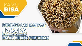 Budidaya Dan Manfaat JAKABA (Jamur Keberuntungan Abadi) Dalam Bidang Pertanian