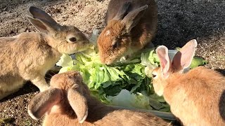 Rabbits enjoying their first meal in three days