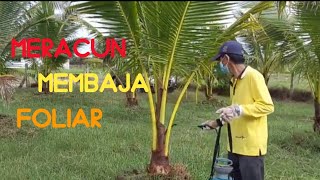 Meracun Dan Membaja Foliar Pada Pohon Kelapa 2 Tahun | Fertilizing On 2 Year Old Coconut Trees