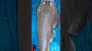 Big fish in the sundarban river  #bigfish#sundarban#shorts#youtubevideo #trending video