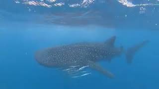 Whale shack in Kenya