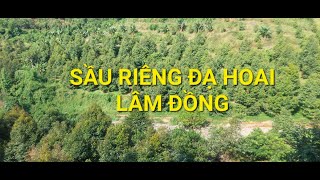 SẦU RIÊNG ĐẠ HOAI LÂM ĐỒNG