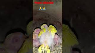 बजरी #parrot vlogs my YouTube channel subscrabe🙏🙏#chicks #progress #viralvideo