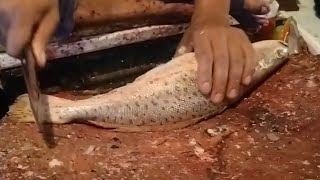 Amazing Bhola Fish Cutting Style 🔥 Amazing Big Sea Fish Cutting Style