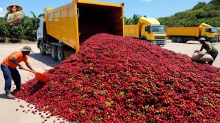 Dentro da Indústria de Café do Brasil: Processando Milhões de Toneladas de Café