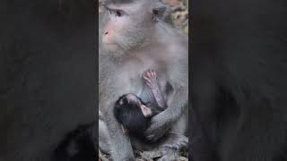 Monkey funny videos #1437 #babymonkey #shortvideo #short #viral #monkey #reels2023