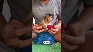 baby monkey #mongkey #babyanimal #funny #monpai #babymonkey #cute #monyet #babyprimate#monkey#comedy